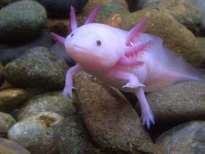 Salamander+fish